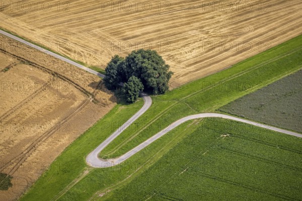 Aerial view, trees on a winding path, Rheinaue Mündelheim, Mündelheim, Duisburg, Ruhr area, North Rhine-Westphalia, Germany, DE, Europe, shapes and colours, green trees, aerial view, aerial photography, aerial photography, overview, bird's-eye view, paths and trails, meadows and fields, birds-eyes view, overview