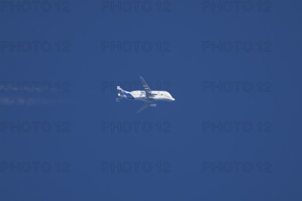 Airbus A300-600ST Super Transporter or Beluga aircraft in flight in a blue sky with vapour trails or contrails behind, England, United Kingdom