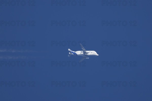 Airbus A300-600ST Super Transporter or Beluga aircraft in flight in a blue sky with vapour trails or contrails behind, England, United Kingdom