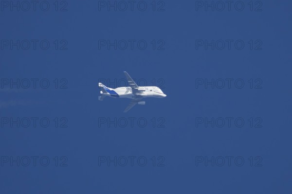 Airbus A300-600ST Super Transporter or Beluga aircraft in flight in a blue sky with vapour trails or contrails behind, England, United Kingdom