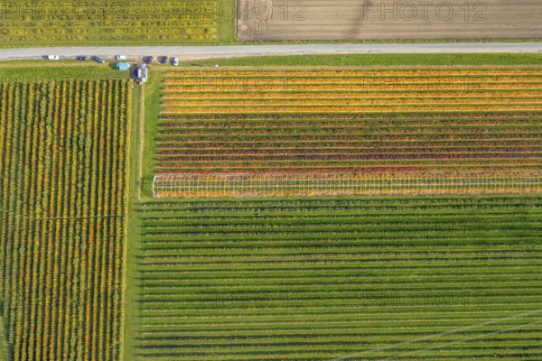 Aerial view, agricultural plantation cultivation Auf der Höhe in the district Kirchhellen-Nord-Ost in Bottrop, Ruhr area, North Rhine-Westphalia, Germany, cultivation area, cultivation area, Bottrop, DE, Europe, shapes and colours, agricultural fields, aerial view, aerial photography, aerial photography, overview, bird's-eye view, overview, colourful fields, flower fields