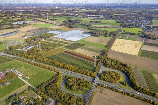 Aerial view, agricultural plantation cultivation Auf der Höhe in the district Kirchhellen-Nord-Ost in Bottrop, Ruhr area, North Rhine-Westphalia, Germany, cultivation area, cultivation area, Bottrop, DE, Europe, shapes and colours, agricultural fields, aerial view, aerial photography, aerial photography, overview, bird's-eye view, overview