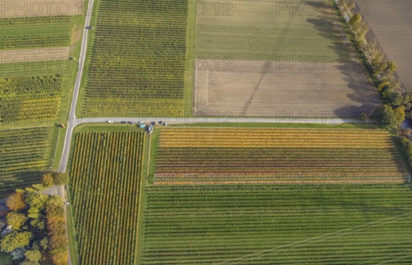 Aerial view, agricultural plantation cultivation Auf der Höhe in the district Kirchhellen-Nord-Ost in Bottrop, Ruhr area, North Rhine-Westphalia, Germany, cultivation area, cultivation area, Bottrop, DE, Europe, shapes and colours, agricultural fields, aerial view, aerial photography, aerial photography, overview, bird's-eye view, overview, colourful fields, flower fields