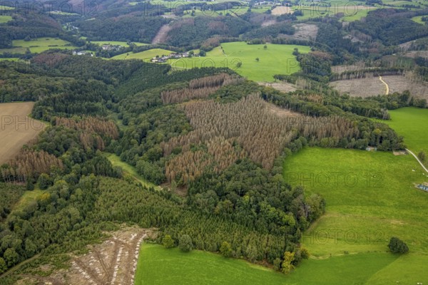 Aerial view, forest damage near the village of Boßel in Breckerfeld, Sauerland, North Rhine-Westphalia, Germany, tree dieback, bark beetle damage, bark beetle plague, Breckerfeld, DE, Europe, spruce dieback, clear-cutting, aerial view, aerial photography, aerial photography, overview, bird's-eye view, forest, forest damage, forest dieback, birds-eyes view, overview