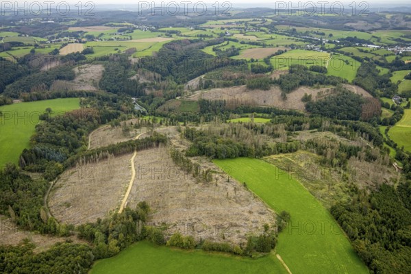 Aerial view, forest damage at Steinbachtal near the village of Boßel in Breckerfeld, Sauerland, North Rhine-Westphalia, Germany, tree dieback, bark beetle damage, bark beetle plague, Breckerfeld, DE, Europe, spruce dieback, clear-cutting, aerial photograph, aerial photography, aerial photography, overview, bird's-eye view, forest, forest damage, forest dieback, birds-eyes view, overview