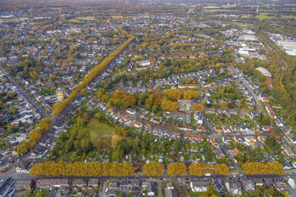 Aerial view, Autumnal rows of trees in the residential area between Scharnhölzstraße and Aegidistraße in the Eigen district of Bottrop, Ruhr area, North Rhine-Westphalia, Germany, avenue of trees, row of trees, row of trees at the roadside, series of trees, Bottrop, DE, Europe, property tax, autumn colours, autumn forest, real estate, aerial view, aerial photography, aerial photography, overview, bird's-eye view, angular shape, residential complex, housing and living, residential area, residential buildings, residential quality, residential quarter, housing estate, birds-eyes view, overview