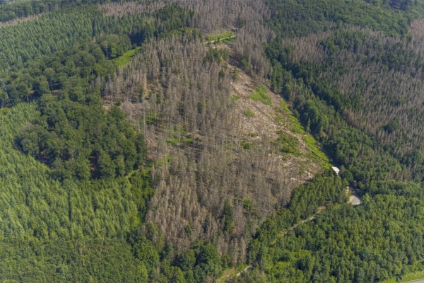 Aerial photo, forest area with forest damage in Hüsten, Arnsberg, Sauerland, North Rhine-Westphalia, Germany, tree death, DE, Europe, Hochsauerlandkreis, clear-cutting, aerial photo, aerial photography, aerial photography, overview, bird's-eye view, forest, forest area, forest damage, forest death, forest piece, birds-eyes view, overview