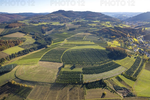 Aerial view, meadows and fields with Christmas tree cultivation at the district Heringhausen in Bestwig, Sauerland, North Rhine-Westphalia, Germany, tree plantations, Bestwig, DE, Europe, shapes and colours, aerial view, aerial photography, aerial photography, fir trees, overview, bird's eye view, Christmas tree cultures, birds-eyes view, overview