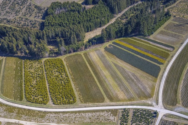 Aerial view, tree plantations, nature reserve Elpetal, meadows and fields, Heringhausen, Bestwig, Sauerland, North Rhine-Westphalia, Germany, DE, Europe, shapes and colours, landscape, aerial view, aerial photography, aerial photography, nature reserve, nature conservation, traces in the landscape, fir tree plantations, overview, bird's eye view, birds-eyes view, green lung, overview, monoculture, monocultures, Christmas tree plantations, tree nursery