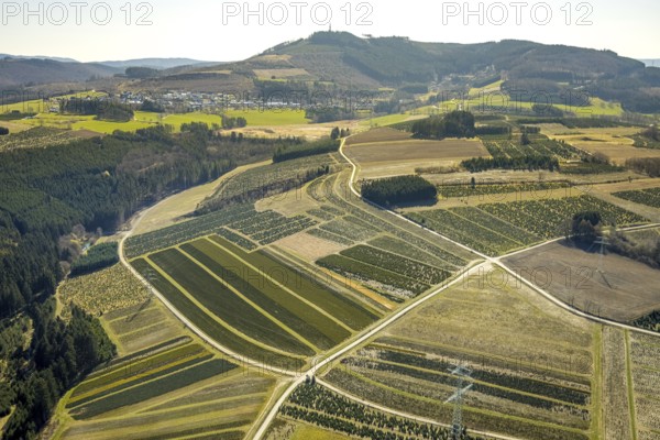 Aerial view, tree plantations, nature reserve Elpetal, meadows and fields, Gevelinghausen, Olsberg, Sauerland, North Rhine-Westphalia, Germany, DE, Europe, shapes and colours, landscape, aerial view, aerial photography, aerial photography, nature reserve, nature conservation, traces in the landscape, fir tree plantations, overview, bird's eye view, birds-eyes view, green lung, overview, monoculture, monocultures, Christmas tree plantations, tree nursery