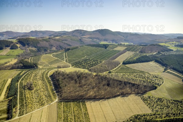 Aerial view, tree plantations, meadows and fields, Gevelinghausen, Olsberg, Sauerland, North Rhine-Westphalia, Germany, DE, Europe, shapes and colours, landscape, aerial view, aerial photography, aerial photography, traces in the landscape, fir tree plantations, overview, bird's eye view, birds-eyes view, green lung, overview, monoculture, monocultures, Christmas tree plantations, tree nursery