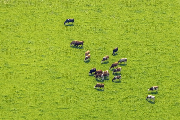 Aerial view, grazing cows in a meadow near the A2 motorway in Weddinghofen, Bergkamen, Ruhr area, North Rhine-Westphalia, Germany, DE, Europe, cows in a meadow, aerial view, aerial photography, aerial photography, overview, bird's-eye view, meadows and fields, birds-eyes view, overview