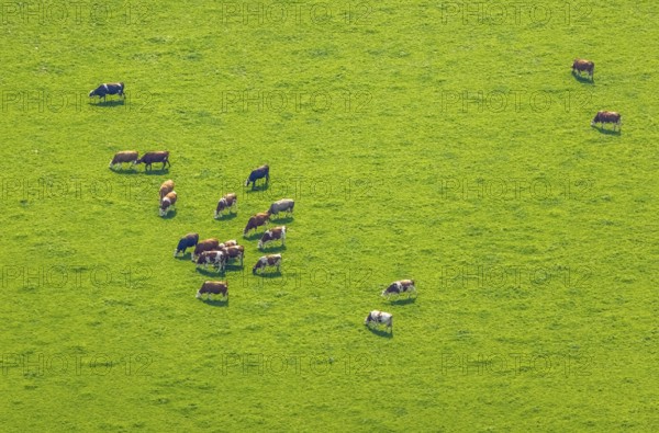 Aerial view, grazing cows in a meadow near the A2 motorway in Weddinghofen, Bergkamen, Ruhr area, North Rhine-Westphalia, Germany, DE, Europe, cows in a meadow, aerial view, aerial photography, aerial photography, overview, bird's-eye view, meadows and fields, birds-eyes view, overview