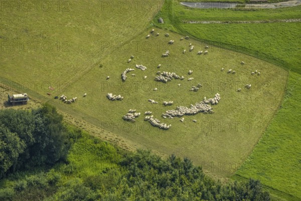 Aerial view, grazing sheep in a meadow in Bergkamen, Ruhr area, North Rhine-Westphalia, Germany, Bergkamen, DE, Europe, aerial view, aerial photography, aerial photography, overview, bird's eye view, meadows and fields, birds-eyes view, overview