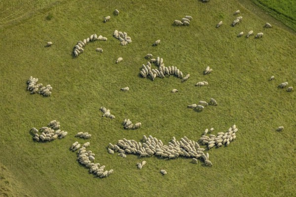 Aerial view, grazing sheep in a meadow in Bergkamen, Ruhr area, North Rhine-Westphalia, Germany, Bergkamen, DE, Europe, aerial view, aerial photography, aerial photography, overview, bird's eye view, meadows and fields, birds-eyes view, overview