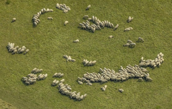 Aerial view, grazing sheep in a meadow in Bergkamen, Ruhr area, North Rhine-Westphalia, Germany, Bergkamen, DE, Europe, aerial view, aerial photography, aerial photography, overview, bird's eye view, meadows and fields, birds-eyes view, overview