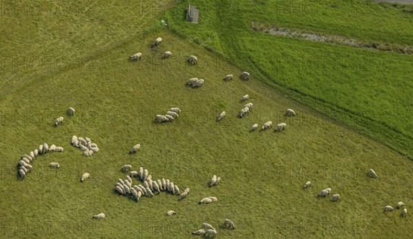 Aerial view, grazing sheep in a meadow in Bergkamen, Ruhr area, North Rhine-Westphalia, Germany, Bergkamen, DE, Europe, aerial view, aerial photography, aerial photography, overview, bird's eye view, meadows and fields, birds-eyes view, overview
