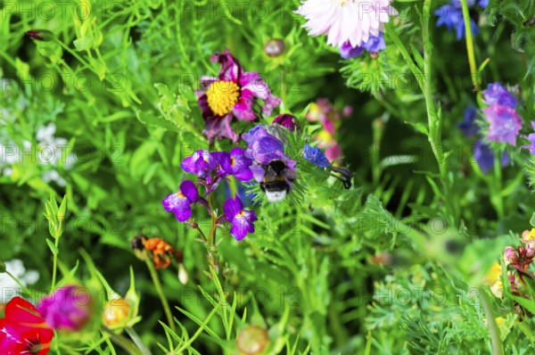 Bees fly over a sea of colourful wildflowers and collect nectar on a sunny summer's day, Colourful flower meadow, Schwäbisch Gmünd, Baden-Württemberg, Germany