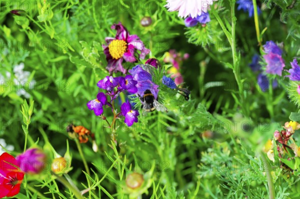 Vibrant wildflowers with bees collecting nectar in a dense, colourful sea of flowers, Colourful flower meadow, Schwäbisch Gmünd, Baden-Württemberg, Germany