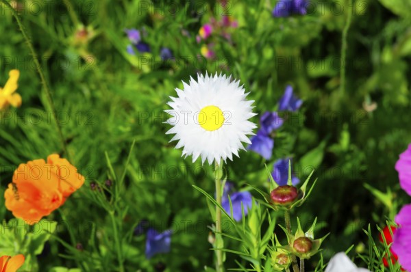 White daisy against a colourful background in the garden, Colourful flower meadow, Schwäbisch Gmünd, Baden-Württemberg, Germany