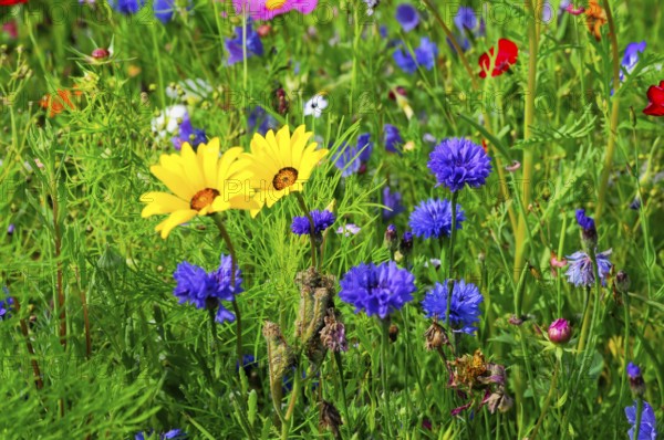 Yellow and purple flowers on a lively, colourful meadow, Bunte Blumenwiese, Schwäbisch Gmünd, Baden-Württemberg, Germany