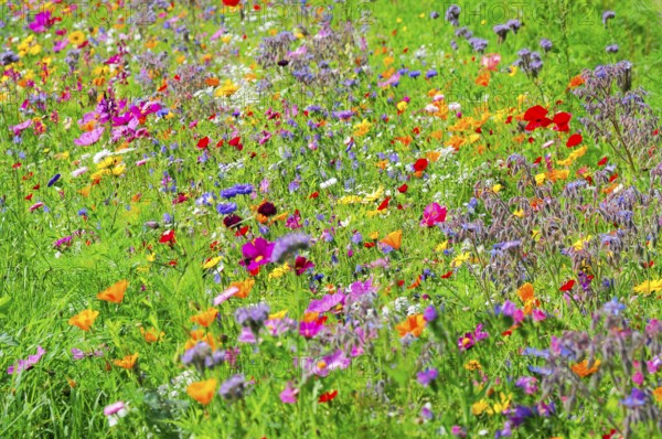 Colourful wildflowers cover a meadow on a sunny day, Colourful flower meadow, Schwäbisch Gmünd, Baden-Württemberg, Germany