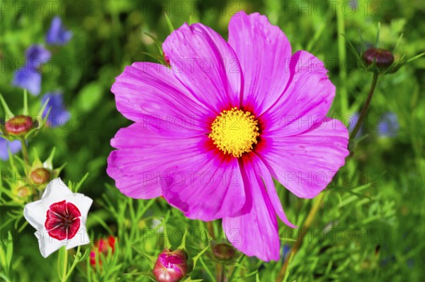 Cosmea bipinnata, pink cosmea flower with yellow centre, surrounded by green vegetation, colourful flower meadow, Schwäbisch Gmünd, Baden-Württemberg, Germany