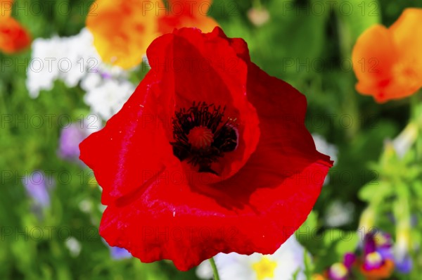 Corn poppy (Papaver rhoeas), Vivid red poppy flower focussed in the middle, surrounded by colourful flowers, Colourful flower meadow, Schwäbisch Gmünd, Baden-Württemberg, Germany