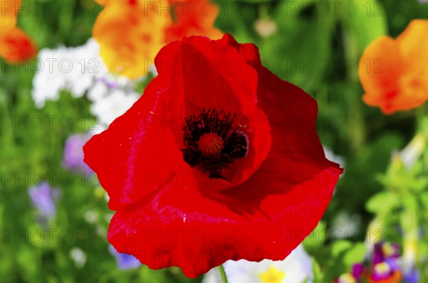Corn poppy (Papaver rhoeas), Bright red poppy in full bloom against a green background, Colourful flower meadow, Schwäbisch Gmünd, Baden-Württemberg, Germany