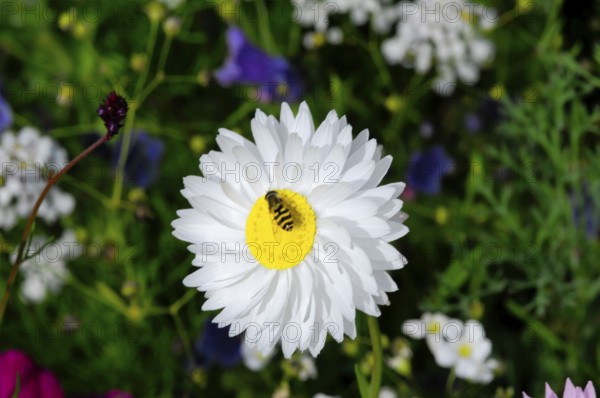 A white flower with a bee on the yellow centre, surrounded by green foliage, Colourful flower meadow, Schwäbisch Gmünd, Baden-Württemberg, Germany