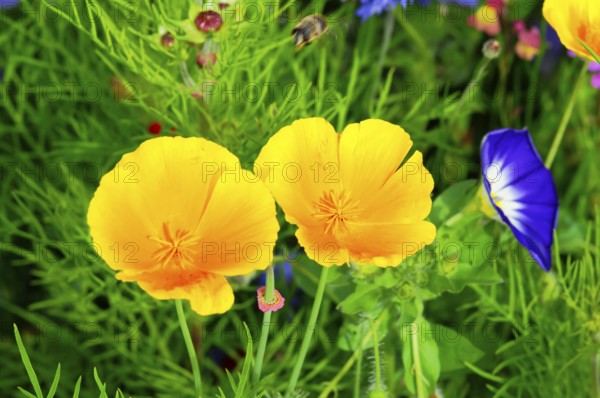 Yellow flowers on a green meadow with blue accent flowers, Colourful flower meadow, Schwäbisch Gmünd, Baden-Württemberg, Germany