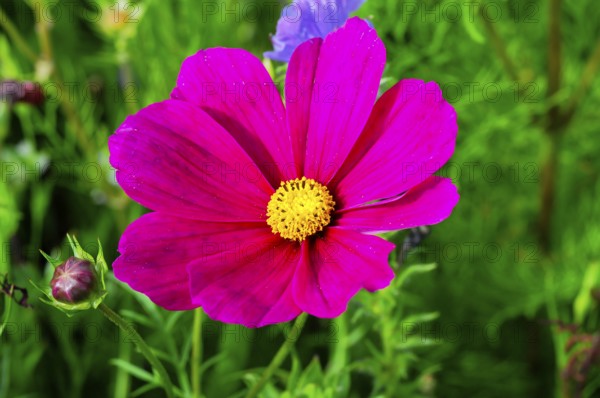 Cosmea bipinnata, dark pink flower with yellow centre, surrounded by green vegetation, colourful flower meadow, Schwäbisch Gmünd, Baden-Württemberg, Germany