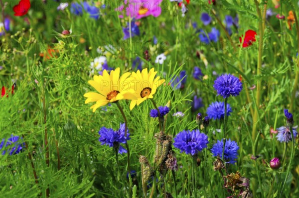 Yellow and blue flowers on a colourful summer meadow, Bunte Blumenwiese, Schwäbisch Gmünd, Baden-Württemberg, Germany