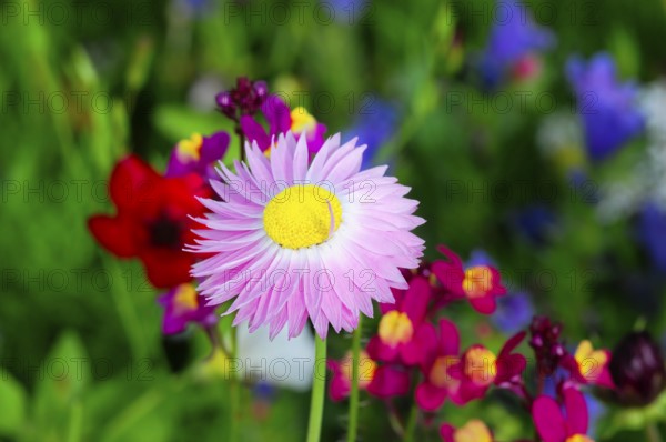 Pink flower with yellow centre amidst colourful meadow flowers, Bunte Blumenwiese, Schwäbisch Gmünd, Baden-Württemberg, Germany