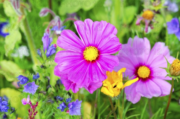 Ornamental basket, cosmea (Cosmea bipinnata), delicate pink flowers with a yellow centre against a background of meadow flowers, colourful flower meadow, Schwäbisch Gmünd, Baden-Württemberg, Germany