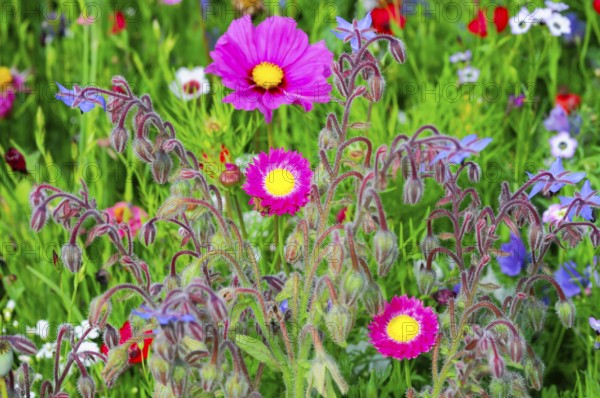 Pink flowers with yellow centre on a colourful, lively meadow, Bunte Blumenwiese, Schwäbisch Gmünd, Baden-Württemberg, Germany
