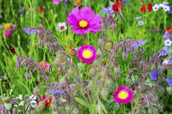 Lively flower meadow with pink and yellow flowers in fresh green, Colourful flower meadow, Schwäbisch Gmünd, Baden-Württemberg, Germany