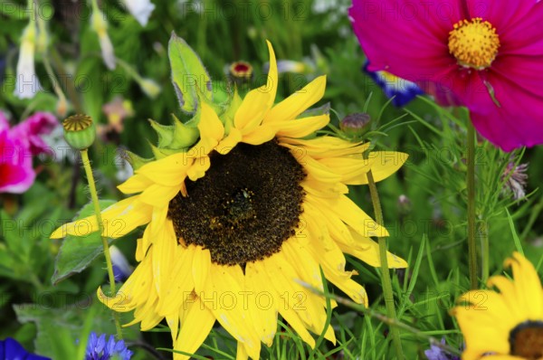 Yellow sunflower amidst colourful summer flowers, Colourful flower meadow, Schwäbisch Gmünd, Baden-Württemberg, Germany