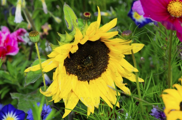 Large yellow sunflower among colourful wildflowers, Colourful flower meadow, Schwäbisch Gmünd, Baden-Württemberg, Germany