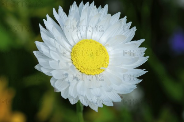 Large white flower with yellow centre in close-up, Colourful flower meadow, Schwäbisch Gmünd, Baden-Württemberg, Germany