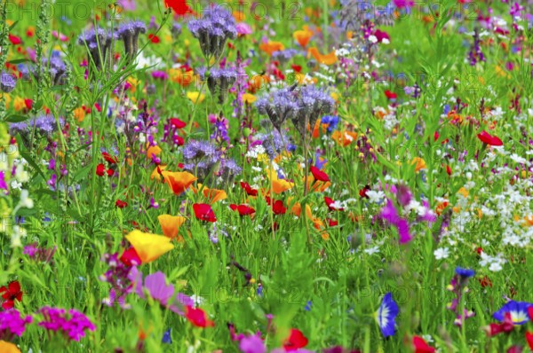 Colourful variety of wildflowers in a summer landscape, Colourful flower meadow, Schwäbisch Gmünd, Baden-Württemberg, Germany