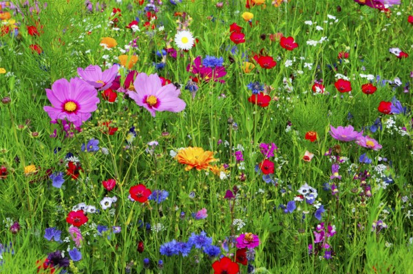 Colourful summer meadow with a variety of wildflowers in green surroundings, Colourful flower meadow, Schwäbisch Gmünd, Baden-Württemberg, Germany