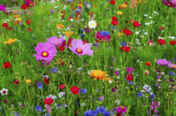A living sea of flowers in a green natural environment, Colourful flower meadow, Schwäbisch Gmünd, Baden-Württemberg, Germany