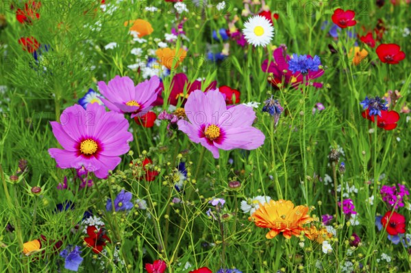 Different coloured flowers in a lush, green meadow, Colourful flower meadow, Schwäbisch Gmünd, Baden-Württemberg, Germany