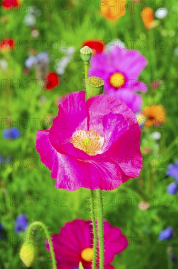 Corn poppy (Papaver rhoeas), Bright pink flower on a colourful summer meadow full of wildflowers, Colourful flower meadow, Schwäbisch Gmünd, Baden-Württemberg, Germany