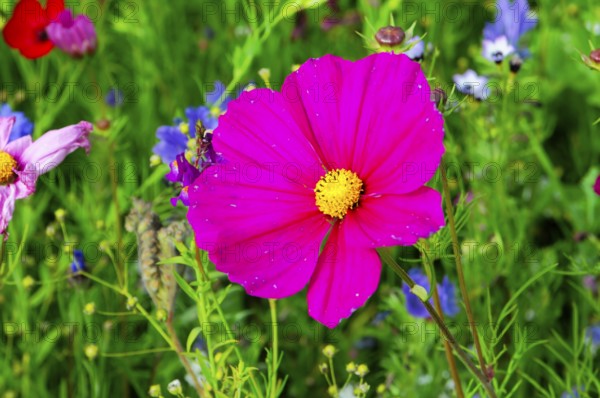 A bright pink flower in the middle of a green meadow, Bunte Blumenwiese, Schwäbisch Gmünd, Baden-Württemberg, Germany