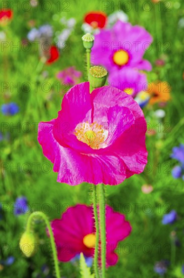 Corn poppy (Papaver rhoeas), Vibrant pink flower stands out in a meadow full of flowers, Colourful flower meadow, Schwäbisch Gmünd, Baden-Württemberg, Germany