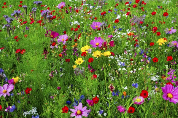 Colourful summer meadow full of blooming wildflowers, Bunte Blumenwiese, Schwäbisch Gmünd, Baden-Württemberg, Germany