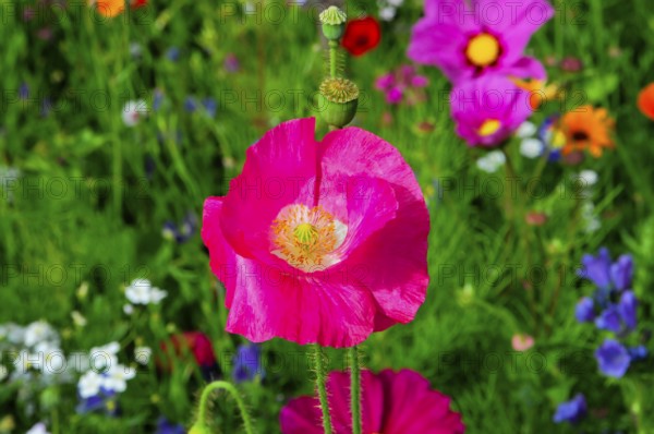 Corn poppy (Papaver rhoeas), pink flower protruding from a blooming summer meadow, colourful flower meadow, Schwäbisch Gmünd, Baden-Württemberg, Germany