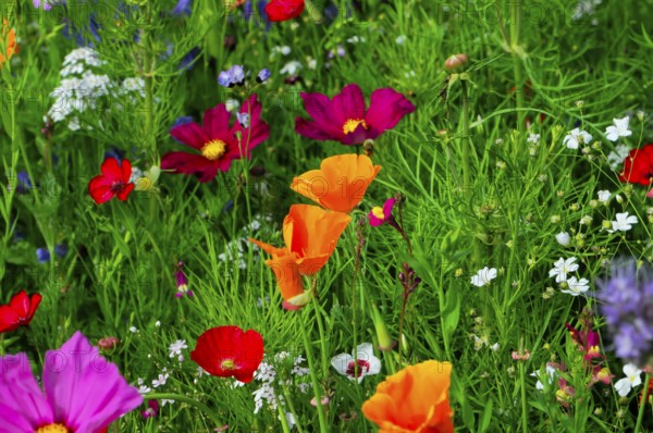 Small colourful meadow with striking orange wildflowers, Bunte Blumenwiese, Schwäbisch Gmünd, Baden-Württemberg, Germany
